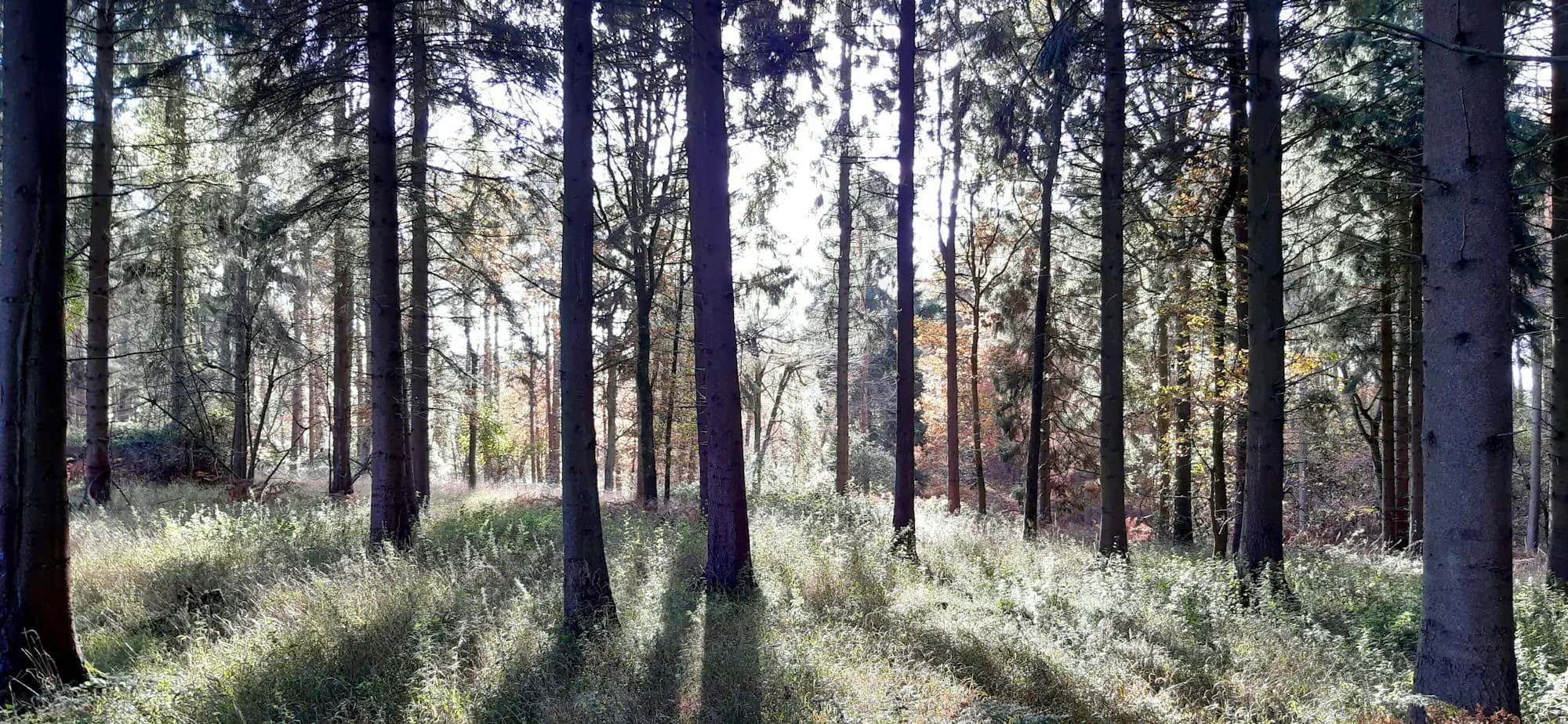 Tall trees in a sunlit woodland with grassy ground